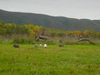 Field