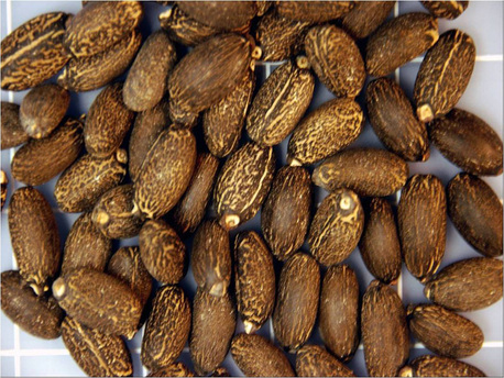 Seeds of J. curcas. Seeds are pressed for oil extraction, which can be utilized as biofuel. (c) Dr. Wagner A Vendrame, University of Florida at Homestead