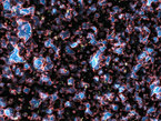 Un equipo de astrónomos europeos, empleando el Very Large Telescope de ESO en el norte de Chile, ha medido la distancia a la galaxia más remota que se conoce. A través de un cuidadoso análisis del débil brillo de la galaxia, descubrieron que la luz observada fue emitida cuando el Universo tenía sólo 600 millones de años de edad (conocido como corrimiento al rojo de 8,6). Estas son las primeras observaciones confirmadas de una galaxia cuya luz está despejando la opaca niebla de hidrógeno que llenaba el cosmos en esa época primitiva. Los resultados aparecen en la edición del 21 de Octubre de la revista Nature.